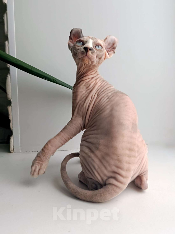 Кошки в Нефтекамске: канадский сфинкс эльф Девочка, 35 000 руб. - фото 1