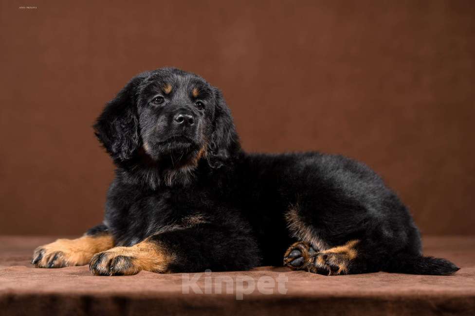Собаки в других городах Ярославской области: Щенок ховаварта Девочка, Бесплатно - фото 1