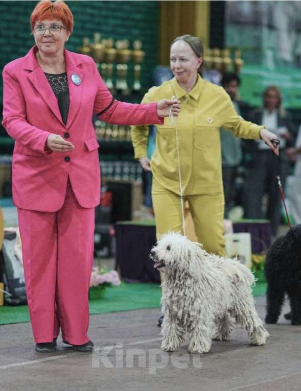 Собаки в Ростове-на-Дону: Молодой кобель пули Мальчик, 30 000 руб. - фото 3