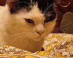 Кошки в Подольске: Сбежал кот Мальчик, Бесплатно - фото 4
