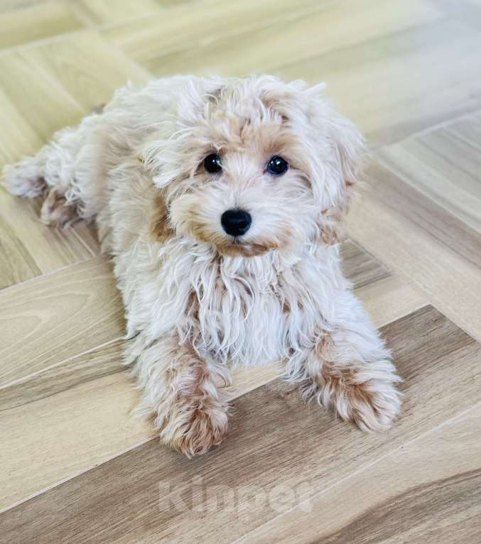 Собаки в Луховицах: Мальтипу Мальчик, 50 000 руб. - фото 2