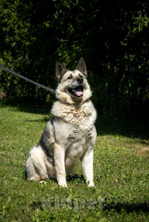 Собаки в Москве: Грэм, метис овчарки Мальчик, Бесплатно - фото 3