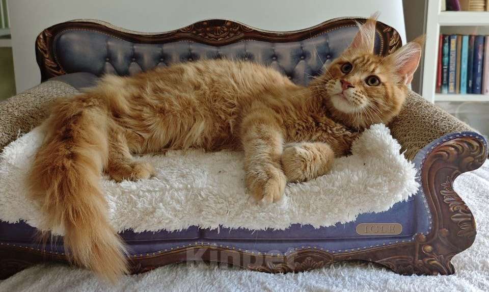 Кошки в Чайковском: Мальчик Мейн кун Каспер 😻 MCO окрас-d23 (красный тигровый) Мальчик, 45 000 руб. - фото 3