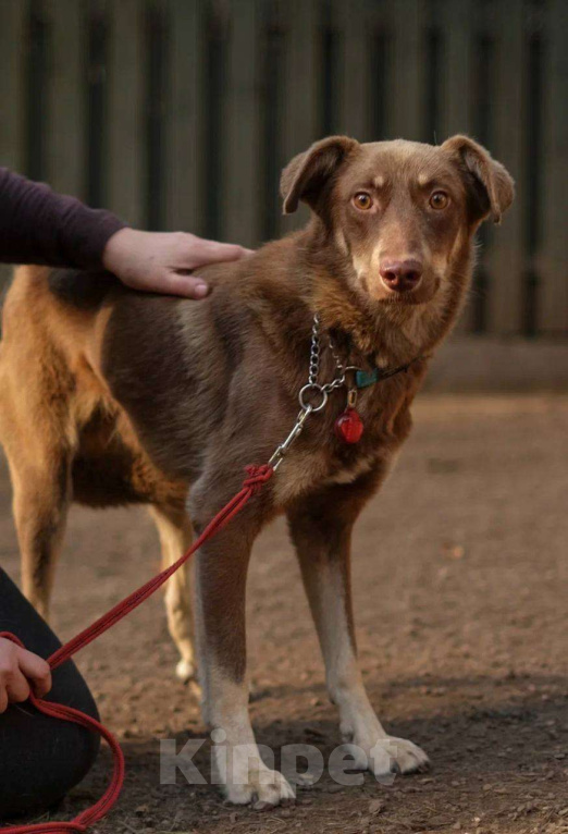 Собаки в Санкт-Петербурге: Собака ищет дом Мальчик, Бесплатно - фото 4
