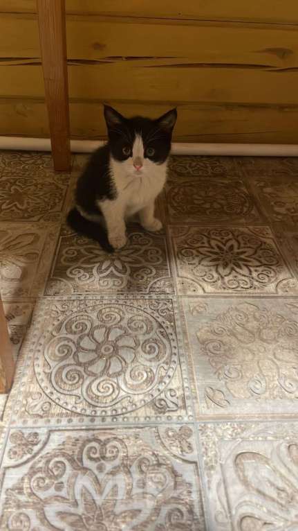 Кошки в Абакане: 🆘Котенок с тяжелой судьбой 🆘 Девочка, Бесплатно - фото 2