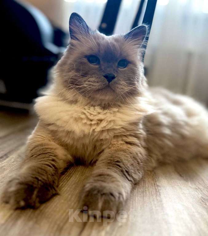 Кошки в Москве: Котик Мао ищет дом Мальчик, Бесплатно - фото 2