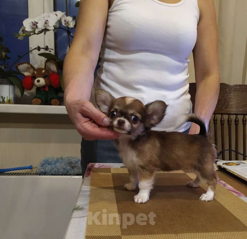 Собаки в Москве: Кукольная дш красавица чихуахуа  Девочка, 60 000 руб. - фото 8