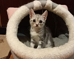 Кошки в Новосибирске: Кукла Девочка, Бесплатно - фото 2