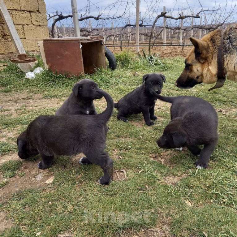 Собаки в других городах Крыма: ищем заботливых хозяев Девочка, Бесплатно - фото 5