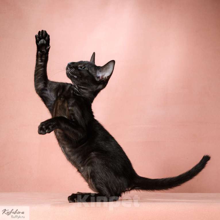 Кошки в Москве: Котенок эбони Девочка, 70 000 руб. - фото 2