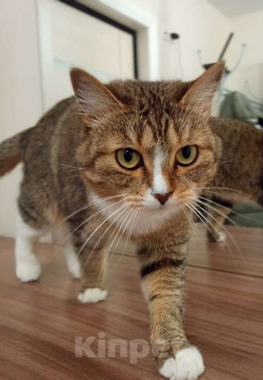 Кошки в Домодедово: Две кошки в добрые руки Девочка, Бесплатно - фото 5