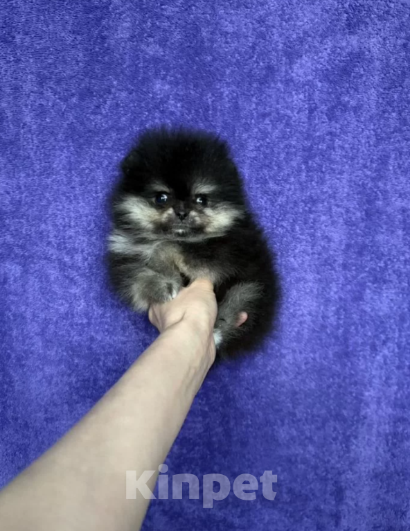 Собаки в Москве: Мини девочка чп Девочка, 30 000 руб. - фото 1