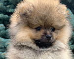 Собаки в Краснослободске: Померанский шпиц  Мальчик, 85 000 руб. - фото 1