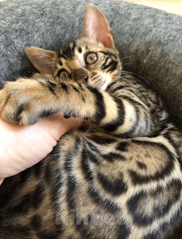 Кошки в Екатеринбурге: Бенгальский котенок Девочка, Бесплатно - фото 5