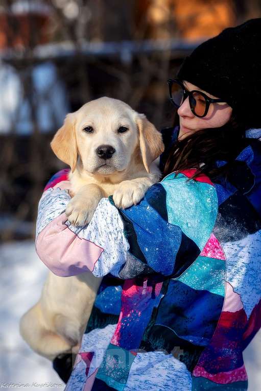 Собаки в Москве: Щенок лабрадора  Мальчик, 80 000 руб. - фото 3