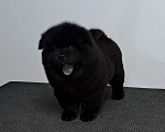 Собаки в Екатеринбурге: Щенок чау чау мальчик Мальчик, 60 000 руб. - фото 1