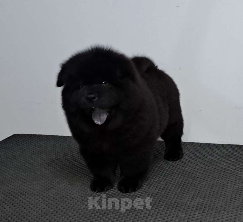 Собаки в Екатеринбурге: Щенок чау чау мальчик Мальчик, 60 000 руб. - фото 1