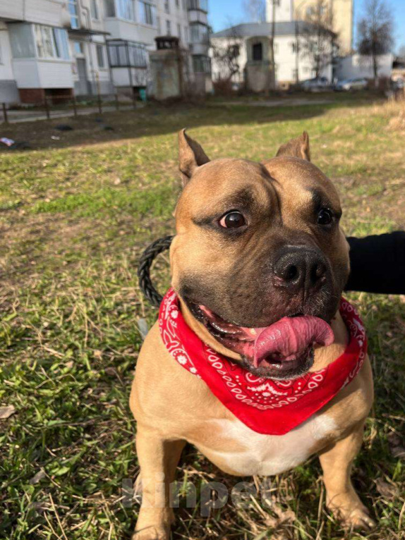Собаки в Чайковском: Американский булли Мальчик, Бесплатно - фото 2
