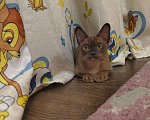 Кошки в Лыткарино: Бурманские котятки Девочка, 20 000 руб. - фото 5