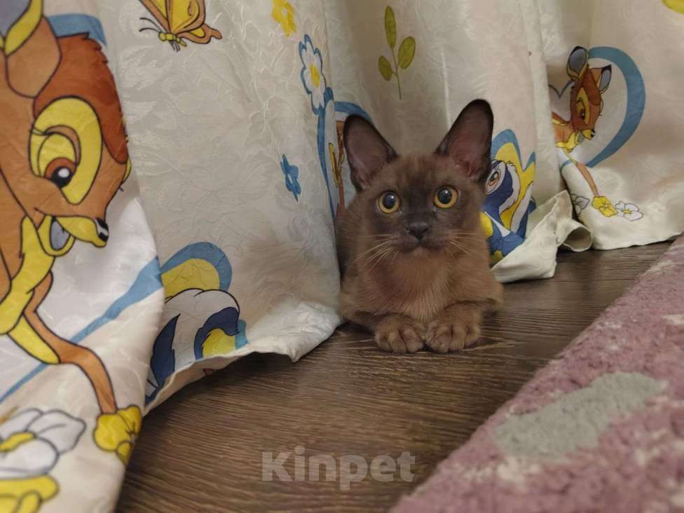 Кошки в Лыткарино: Бурманские котятки Девочка, 20 000 руб. - фото 5