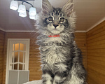 Кошки в Москве: Мейн-кун котенок Мальчик, 55 000 руб. - фото 2