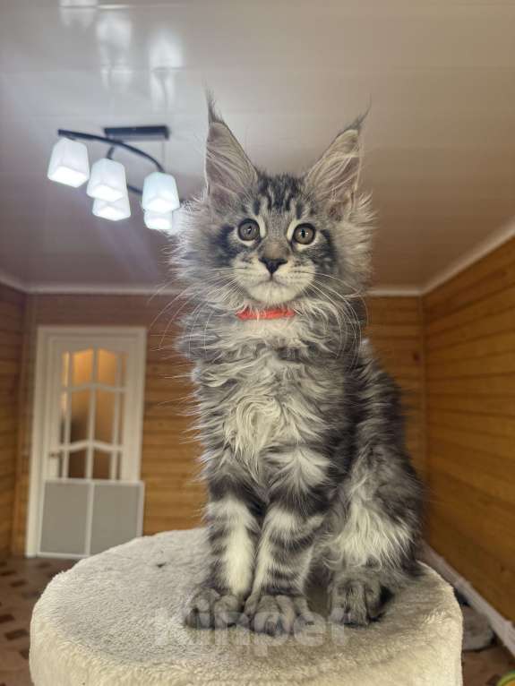 Кошки в Москве: Мейн-кун котенок Мальчик, 55 000 руб. - фото 2