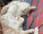 Кошки в Рязани: Рыжий котик в добрые руки Мальчик, Бесплатно - фото 1
