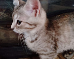 Кошки в Голицыно: Кошечка трехцветка 3 мес в добрые руки Девочка, 100 руб. - фото 1