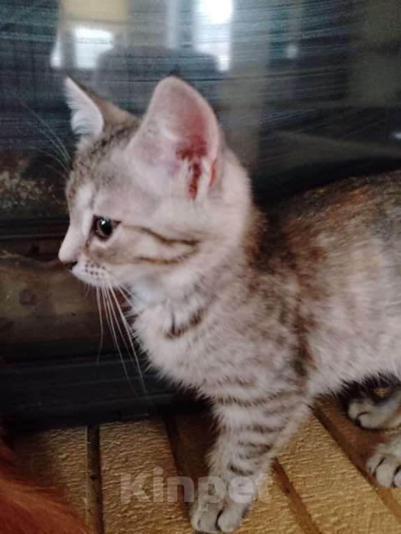 Кошки в Голицыно: Кошечка трехцветка 3 мес в добрые руки Девочка, 100 руб. - фото 1