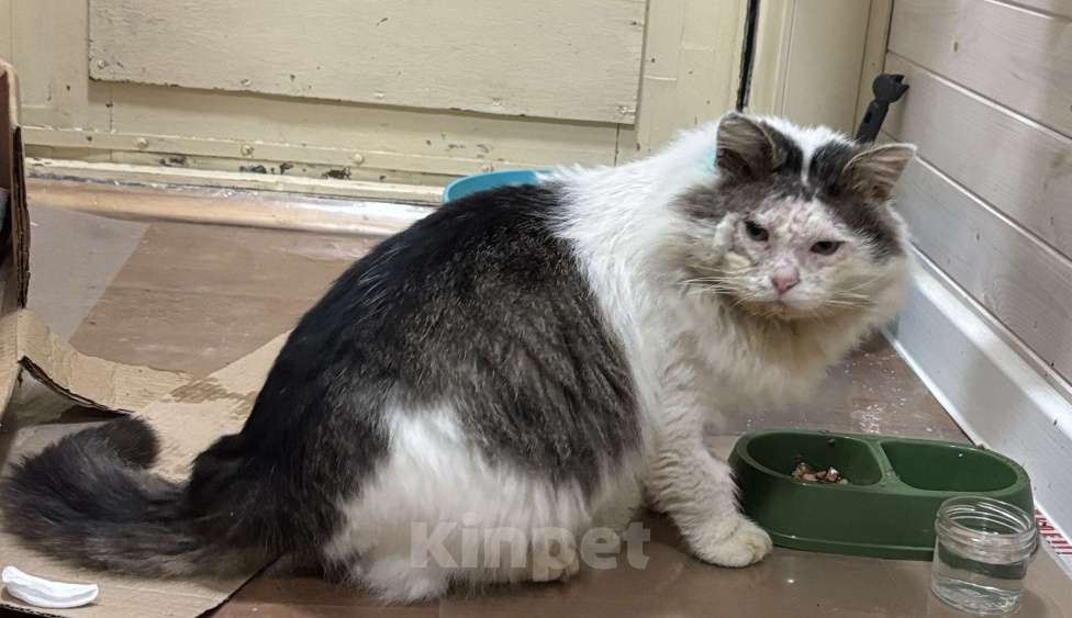 Кошки в Москве: Кот в добрые руки Мальчик, Бесплатно - фото 3