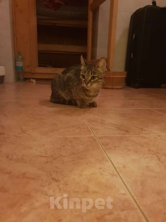 Кошки в Москве: Нашёл кошку Девочка, Бесплатно - фото 4