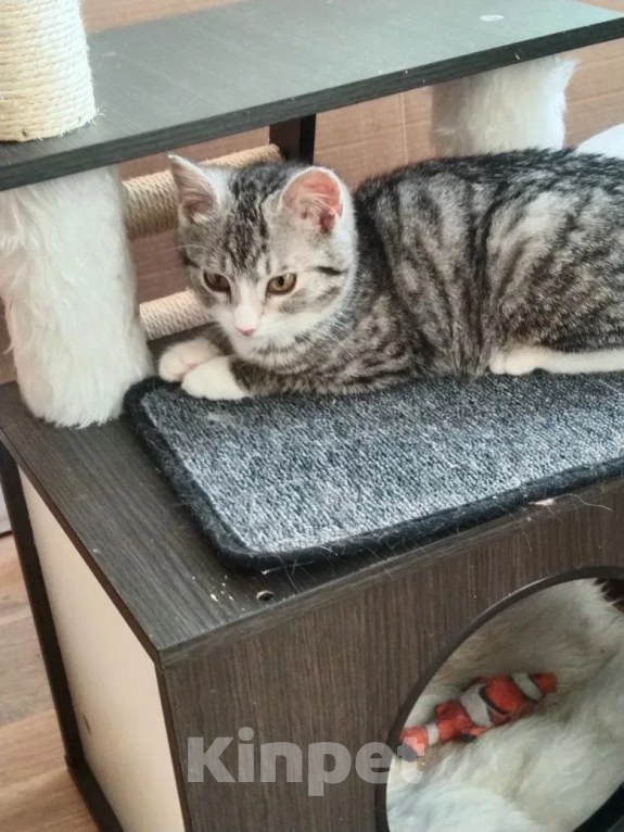 Кошки в Москве: Малышка Венди ищет дом Девочка, Бесплатно - фото 4