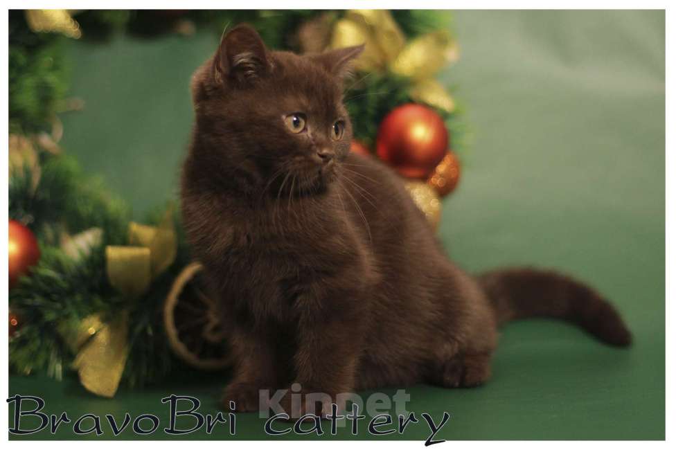 Кошки в Сургуте: Британские короткошерстные котята рисунчатых и однотонных окрасов Мальчик, 30 000 руб. - фото 2