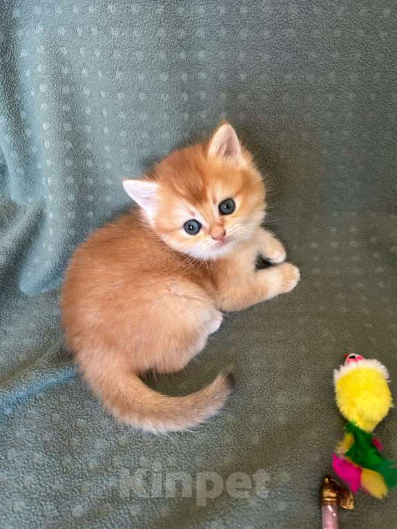 Кошки в Москве: Золотая шиншилла девочка Солнышко Девочка, 30 000 руб. - фото 9