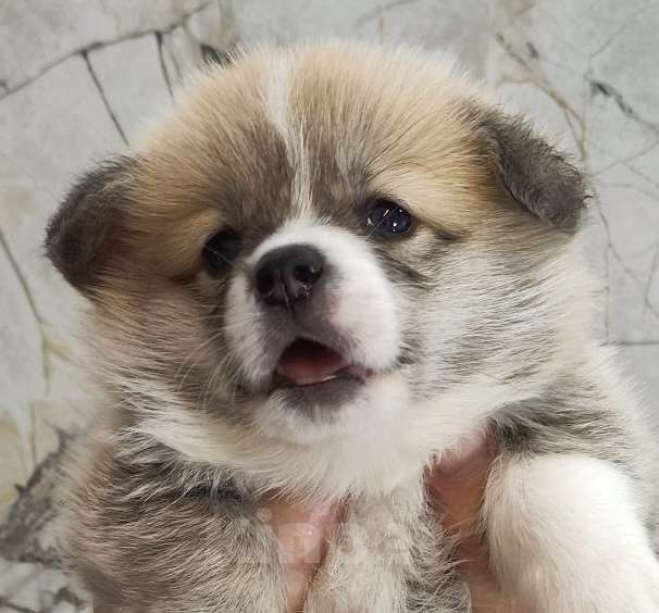 Собаки в Краснодаре: Вельш корги пемброк щенок мальчик Мальчик, Бесплатно - фото 4