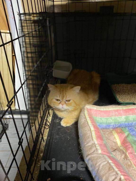 Кошки в Москве: Жан Клод ван кот ищет дом Мальчик, Бесплатно - фото 5