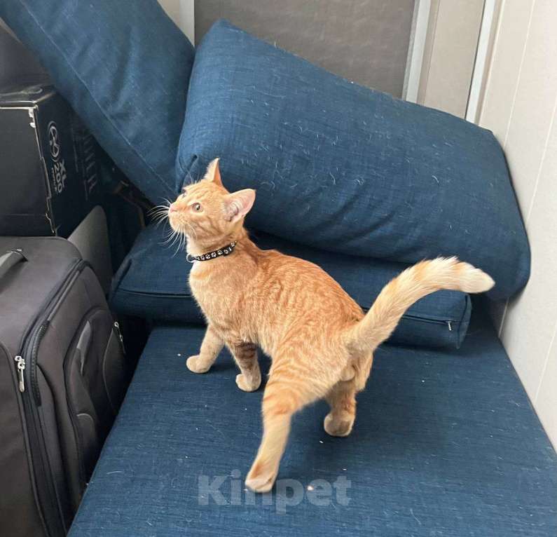 Кошки в Москве: Рыжий котёнок Мальчик, Бесплатно - фото 3