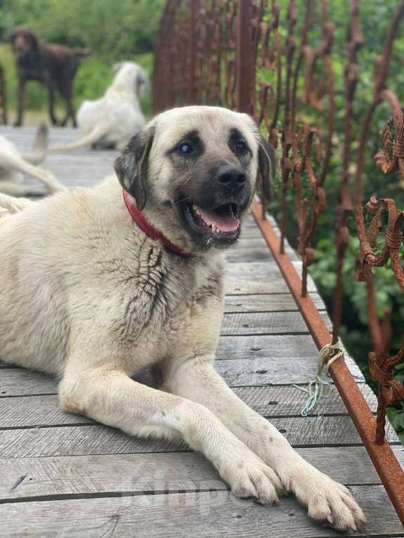 Собаки в Москве: Знакомьтесь – наш грузинский мачо Васо, который мечтает о доме. Мальчик, Бесплатно - фото 4