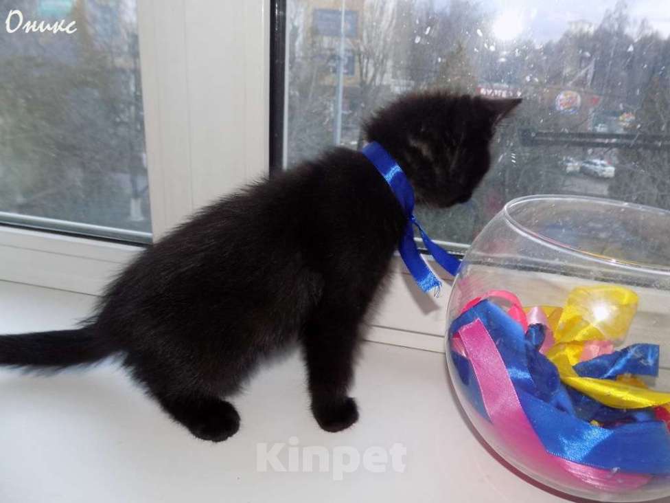 Кошки в Москве: Бомбейские котята Девочка, 15 000 руб. - фото 3