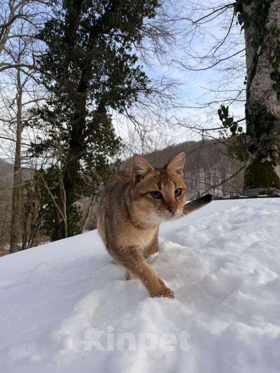 Кошки в Геленджике: Чаузи ф3 кошечка Девочка, 9 000 руб. - фото 6