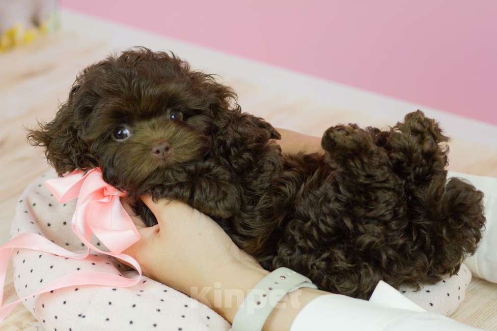 Собаки в Москве: Шоколадная девочка мальтипу Девочка, 200 000 руб. - фото 9