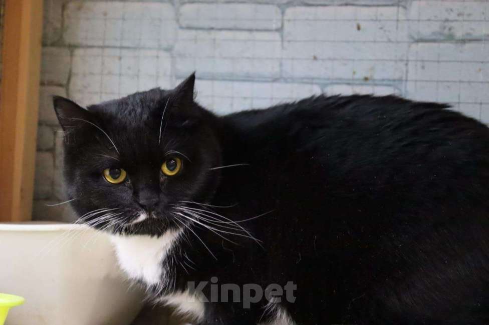 Кошки в Москве: Ищет дом настоящая кошачья принцесса — Ася! Девочка, Бесплатно - фото 4