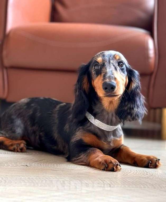 Собаки в Москве: Эксклюзивная мраморная девочка таксы длинношерстной Девочка, 30 000 руб. - фото 3