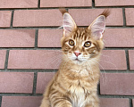 Кошки в Ярославле: Шикарная кошка породы мейн Кун  Девочка, 50 000 руб. - фото 1