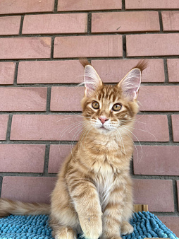 Объявление: Шикарная кошка породы мейн Кун , 50 000 руб., Ярославль