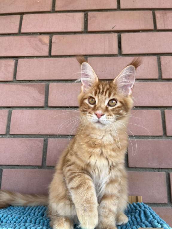 Кошки в Ярославле: Шикарная кошка породы мейн Кун  Девочка, 50 000 руб. - фото 1