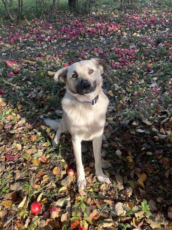 Собаки в Москве: Молодой небольшой чудесный пёсик Люмос в добрые руки Мальчик, 1 руб. - фото 5