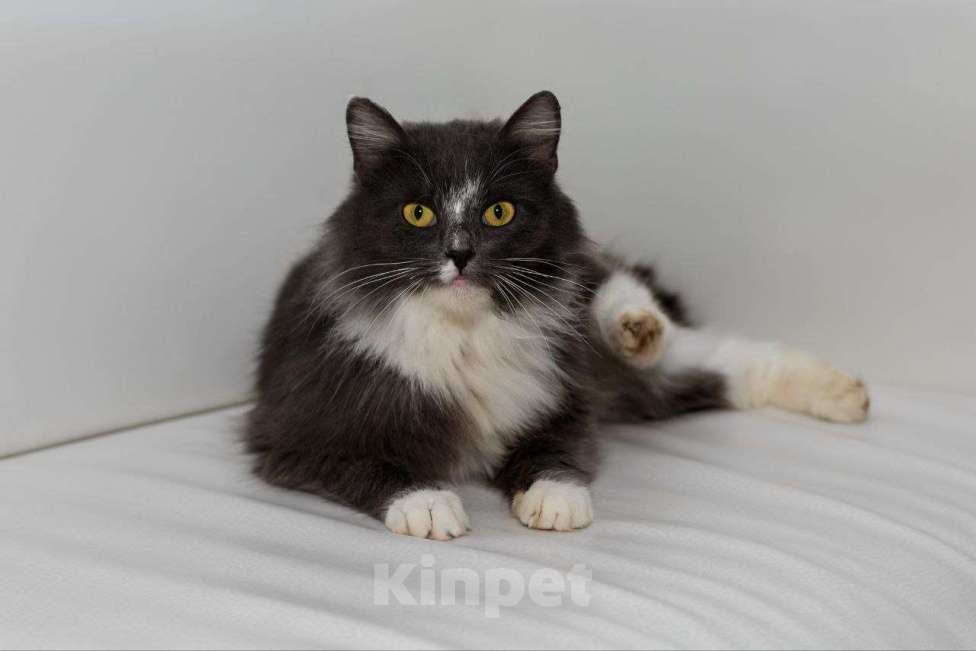 Кошки в Москве: Воздушная нежная кошечка Зефирка Девочка, Бесплатно - фото 2