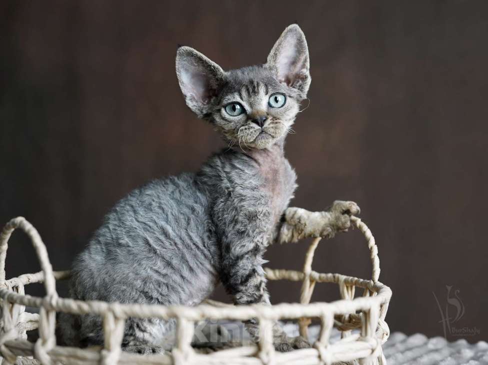 Кошки в Москве: Девон-рекс мальчик Мальчик, 60 000 руб. - фото 3