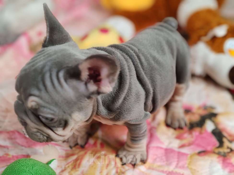 Собаки в Санкт-Петербурге: Шикарный лиловый мальчик  Мальчик, 120 000 руб. - фото 4